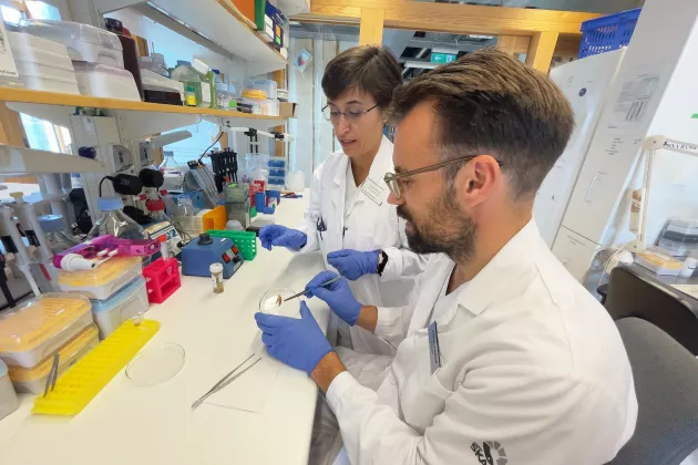 Two researcher in the lab studying atherosclerotic plaques. Photograph.