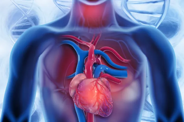 Human heart. Illustration.